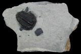 Bolaspidella Trilobite From Wheeler Shale, Utah #97197-1